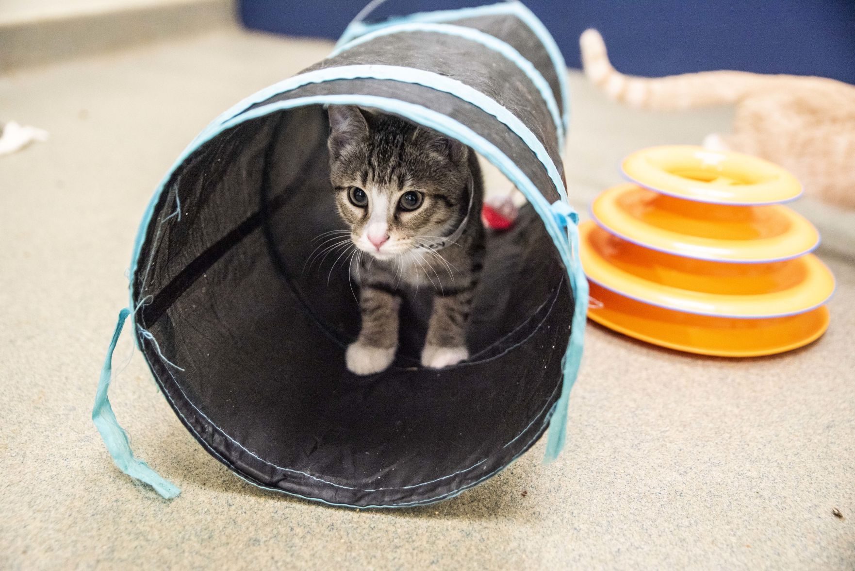 Lynchburg Humane Society